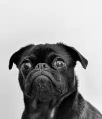 The Islamo-Fascists of NYC Are Serious About Coming for Our Dogs