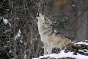 Pete Hegseth Had to Fire a Trans Wolf, ‘Lilith Deathhowl’