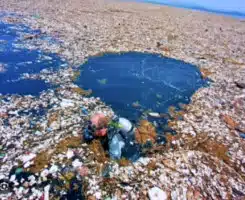 We Were Lied to About Ocean Plastic