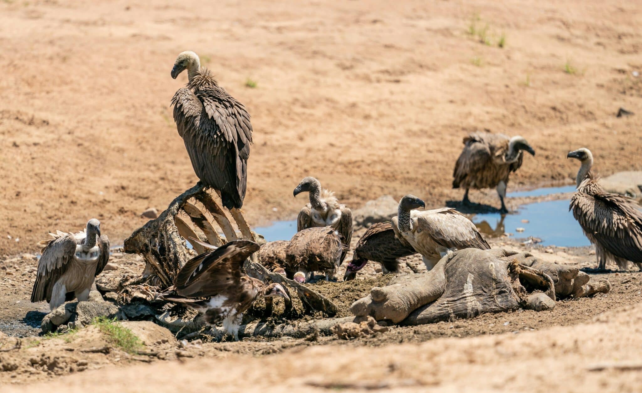 The Last of the White Dominions of the West