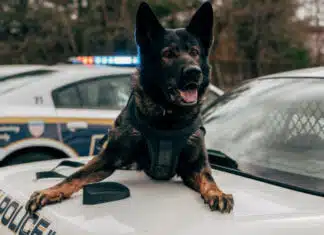 190 Democrats Won’t Deport Illegals Who Kill or Harm Police Dogs