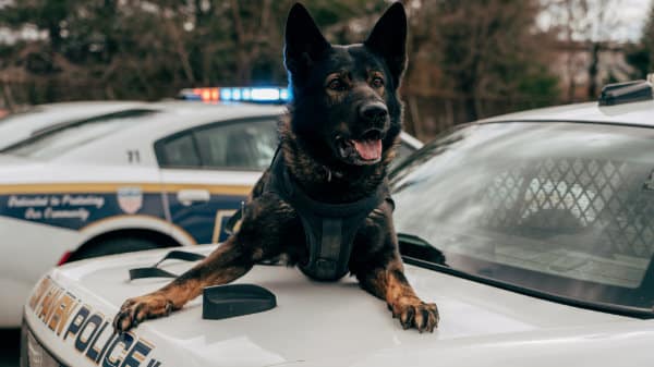 190 Democrats Won’t Deport Illegals Who Kill or Harm Police Dogs