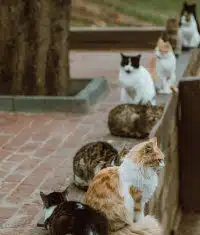 Sliwa Hoped to Turn Gracie Mansion Into a Cat Hotel for Stray Felines