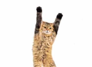 We Surrendered & Switched to Disqus Comments