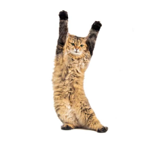 We Surrendered & Switched to Disqus Comments