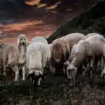 Wolf in Sheep’s Clothing: How Ukraine Meddled In the U.S. Election