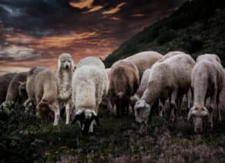 Wolf in Sheep’s Clothing: How Ukraine Meddled In the U.S. Election