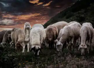 Wolf in Sheep’s Clothing: How Ukraine Meddled In the U.S. Election