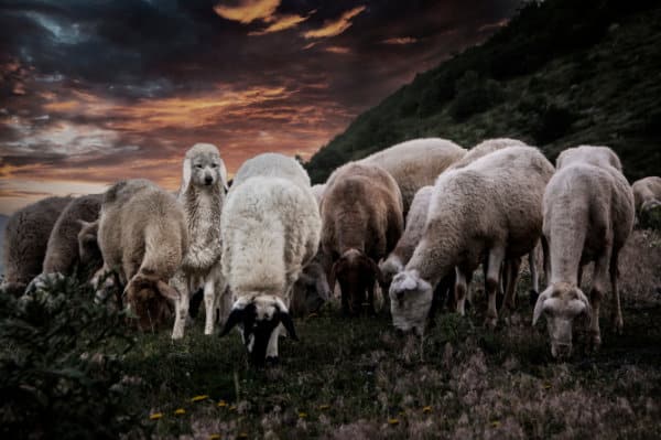 Wolf in Sheep’s Clothing: How Ukraine Meddled In the U.S. Election