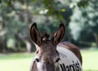 Dems Rule on ICE & CBP Funds