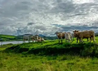 The Downfall of Ireland: Can It Be Saved, It’s Now or Never