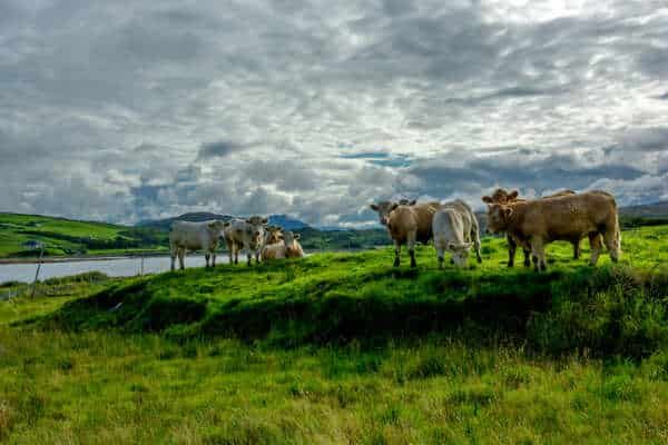 The Downfall of Ireland: Can It Be Saved, It’s Now or Never