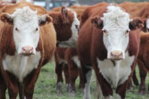 Washington State’s Corrupt Dealings to Steal a Ranch for Environmental Justice