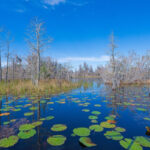 Save Florida’s Okefenokee Swamp from the UN: They Could Take It Over