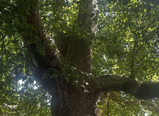 This is a 225 year-old tree sitting in the center of Magdalen College, Oxford England